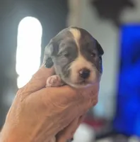 Kenai, a male Aussiedoodle for sale in Smithville, TN – Photo 1 of 9