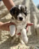 Kenai, a male Aussiedoodle for sale in Smithville, TN – Photo 3 of 4