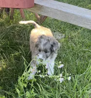 Kenai, a male Aussiedoodle for sale in Smithville, TN – 7 of 10