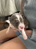 Kenai, a male Aussiedoodle for sale in Smithville, TN – Photo 5 of 9