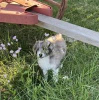 Kenai, a male Aussiedoodle for sale in Smithville, TN – 3 of 10
