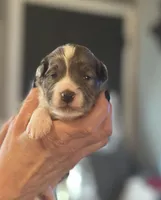 Kenai, a male Aussiedoodle for sale in Smithville, TN – Photo 4 of 9