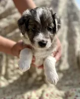 Kenai, a male Aussiedoodle for sale in Smithville, TN – Photo 4 of 4