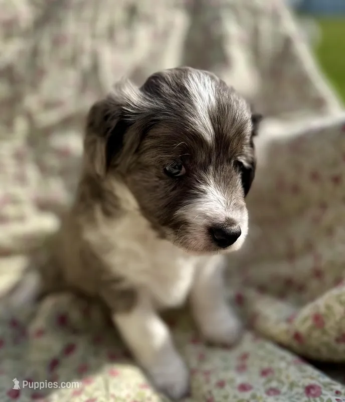 Kenai – Aussiedoodle puppy for sale in Smithville, TN