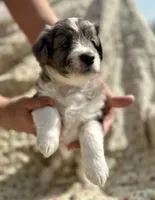 Kenai, a male Aussiedoodle for sale in Smithville, TN – Photo 2 of 4