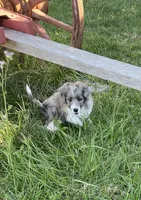 Kenai, a male Aussiedoodle for sale in Smithville, TN – 4 of 10