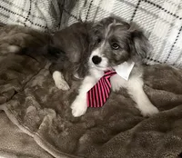 Kenai, a male Aussiedoodle for sale in Smithville, TN – 5 of 10