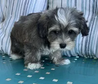 Max, a male Yorkipoo for sale in Smithville, TN – 4 of 8