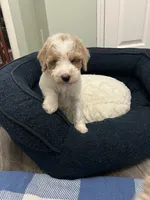 Bandit ( Blue ), a male Poodle - Miniature  for sale in Smithville, TN – 3 of 6
