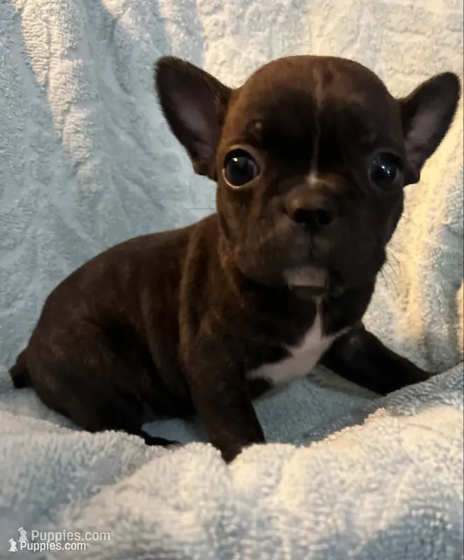 Chocolate Sundae  – Frenchton puppy for sale in Smithville, TN
