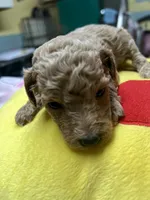 Tinker Bell, a female Poodle - Miniature  for sale in Smithville, TN – 3 of 7