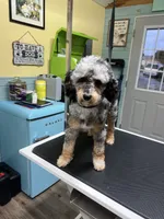 Nova, a female Poodle - Toy  and Toy Australian Shepherd for sale in Smithville, TN – 6 of 7