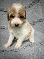 Luke  ( green), a male Poodle - Miniature  for sale in Smithville, TN – 6 of 10
