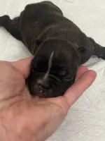 Chocolate Sundae , a female Frenchton for sale in Smithville, TN – 4 of 4