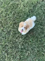 Luke, a male Poodle - Toy  for sale in Smithville, TN – 7 of 8