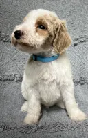 Bandit ( Blue), a male Poodle - Miniature  for sale in Smithville, TN – 5 of 10