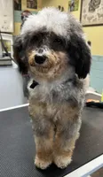 Nova, a female Poodle - Toy  and Toy Australian Shepherd for sale in Smithville, TN – 3 of 7