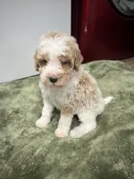 Leo (Red), a male Poodle - Miniature  for sale in Smithville, TN – 6 of 10