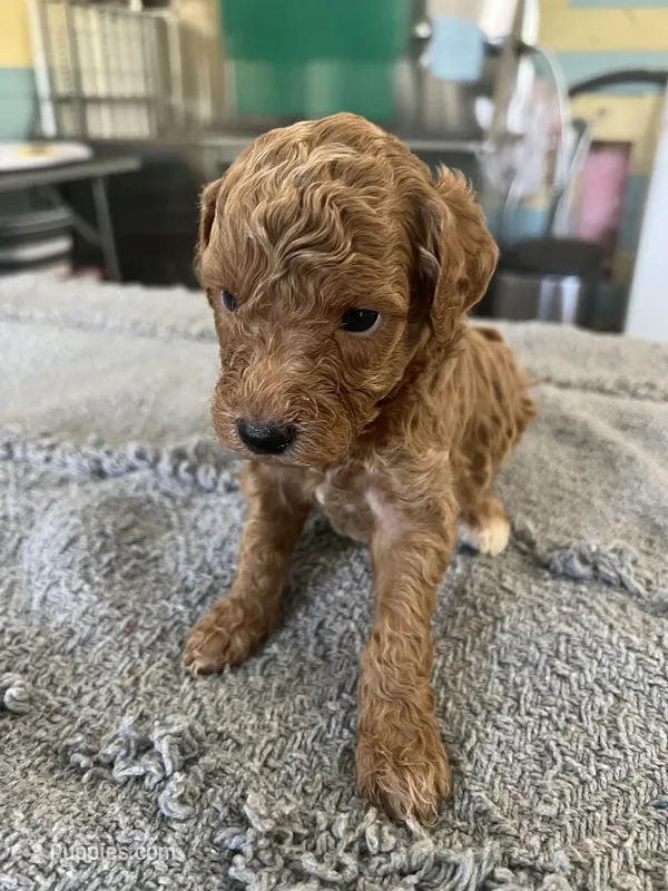 Buttons – Poodle - Miniature  puppy for sale in Smithville, TN