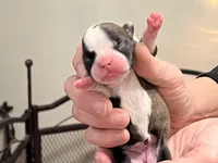 Amiya, a female Frenchton for sale in Smithville, TN – Photo 2 of 7