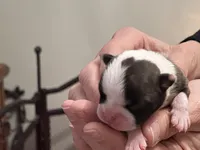 Amiya, a female Frenchton for sale in Smithville, TN – Photo 3 of 7