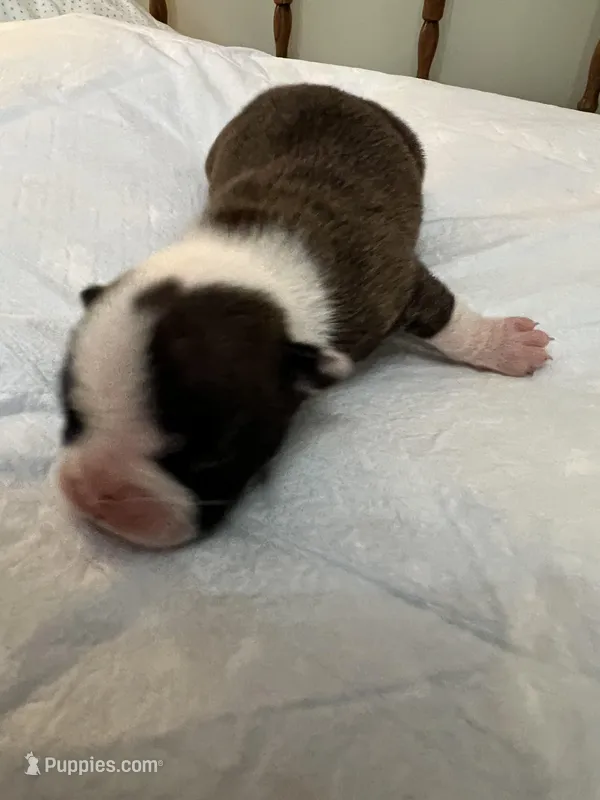 Amiya – Frenchton puppy for sale in Smithville, TN