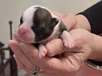 Amiya, a female Frenchton for sale in Smithville, TN – Photo 5 of 7