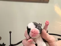 Amiya, a female Frenchton for sale in Smithville, TN – Photo 6 of 7