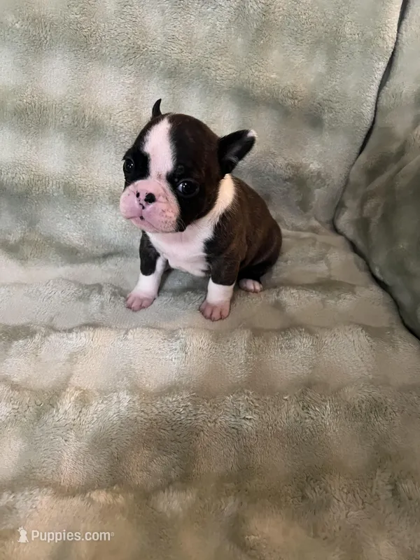 Amiya – Frenchton puppy for sale in Smithville, TN