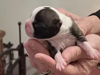 Amiya, a female Frenchton for sale in Smithville, TN – Photo 4 of 7