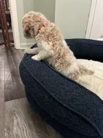 Buddy ( Orange), a male Poodle - Miniature  for sale in Smithville, TN – 10 of 10