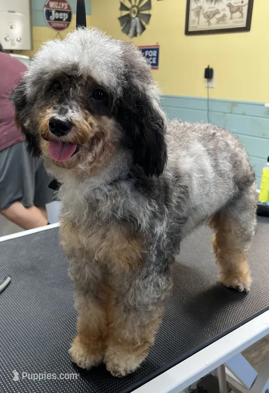 Nova – Poodle - Toy , Toy Australian Shepherd puppy for sale in Smithville, TN