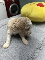 #5, a male Poodle - Miniature  for sale in Smithville, TN – 2 of 4