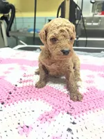 Finley, a female Poodle - Miniature  for sale in Smithville, TN – 5 of 7