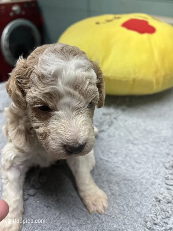 #5 – Poodle - Miniature  puppy for sale in Smithville, TN
