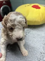 #5, a male Poodle - Miniature  for sale in Smithville, TN – 1 of 4