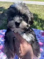 Macey, a female Yorkipoo for sale in Smithville, TN – 5 of 6
