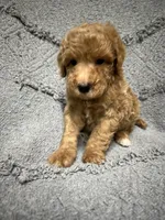 Smokey, a male Poodle - Miniature  for sale in Smithville, TN – 2 of 7