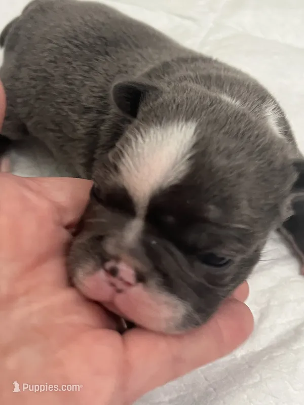 Blue – Frenchton puppy for sale in Smithville, TN