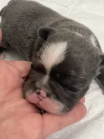 Blue, a male Frenchton for sale in Smithville, TN – 1 of 5