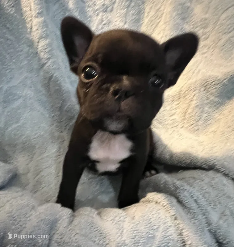 Brownie – Frenchton puppy for sale in Smithville, TN