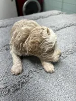 #1, a male Poodle - Miniature  for sale in Smithville, TN – 2 of 6