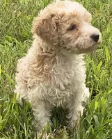 Miley, a female Poodle - Miniature  for sale in Smithville, TN – 7 of 10