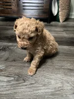 processed/a2bc9d9a-9ff6-4049-a32f-f00edd114b16/listing/7229a675-f6e9-46b1-a961-5520e3c143d5/b4307231-7010-4684-8ea9-fdde1a4945bd