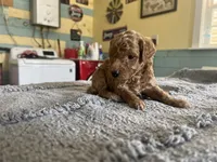 Buttons, a male Poodle - Miniature  for sale in Smithville, TN – 5 of 6
