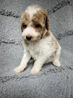 Luke  ( green), a male Poodle - Miniature  for sale in Smithville, TN – 10 of 10