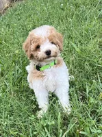 Luke, a male Poodle - Miniature  for sale in Smithville, TN – 3 of 10