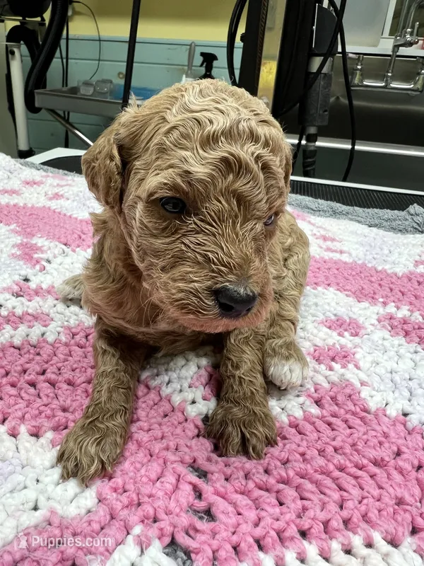 Finley – Poodle - Miniature  puppy for sale in Smithville, TN