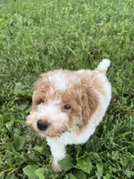 Luke, a male Poodle - Miniature  for sale in Smithville, TN – 9 of 10