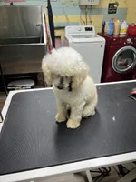 Geo, a male Poodle - Toy  for sale in Smithville, TN – 2 of 4